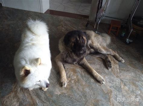 双血统高加索幼犬出售 巨型高加索出售 北京高加索犬舍 - 宠物交易 - 桂林分类信息 桂林二手市场