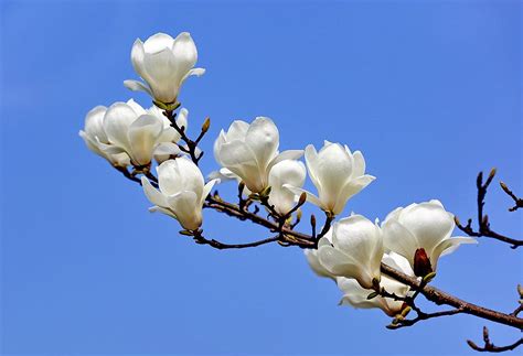 科学网—植物界入春的“信使”：望春玉兰 - 张庆费的博文