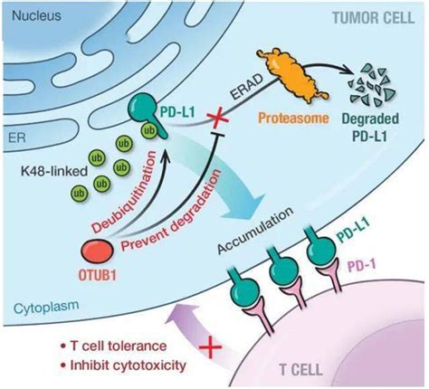 Nature子刊：NK细胞作为肿瘤免疫治疗平台的探索-MedSci.cn