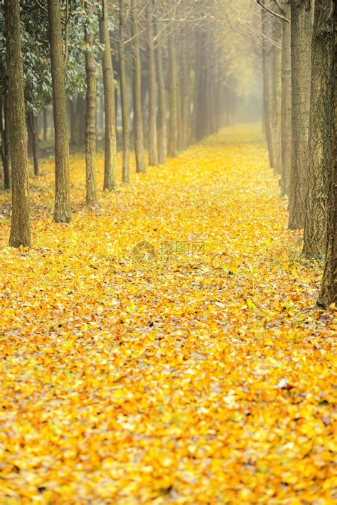 秋季有哪些美丽的变色落叶树？ - 知乎