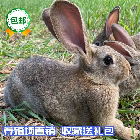 游客偷带食物喂兔子，致大批兔子死亡，园方：有的游客甚至将坏了的菜叶喂给兔子_手机新浪网