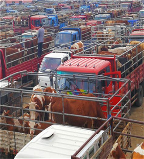 实拍：广西牛市交易现场，12880元从农户收来的牛，看转手赚多少！_凤凰网视频_凤凰网