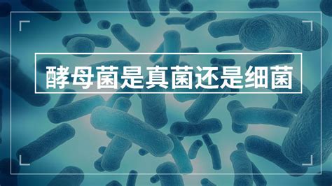 病毒细菌PNG图片素材下载_细菌PNG_熊猫办公