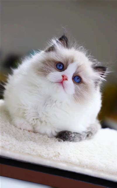 上海布偶猫配种 - 知乎