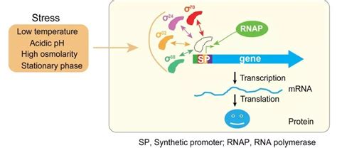 荧光素酶干货系列三：应用篇-转录因子与启动子互作验证