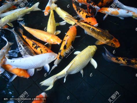 锦鲤鱼,鱼水之欢,戏水,鱼群,鱼类,动物摄影,摄影素材,汇图网www.huitu.com