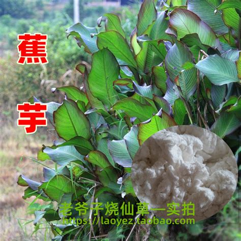 姜芋图片