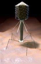 噬菌体侵染大肠杆菌的实验过程以及原理？