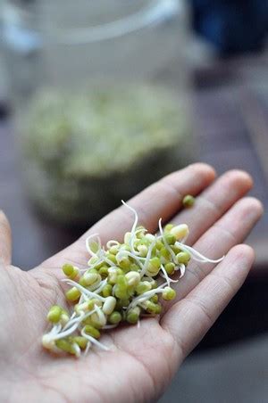 【发绿豆芽的做法步骤图，发绿豆芽怎么做好吃】灵素中医生活馆_下厨房
