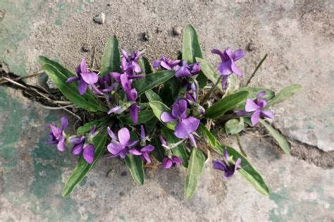 紫花地丁的传说--今日苍南