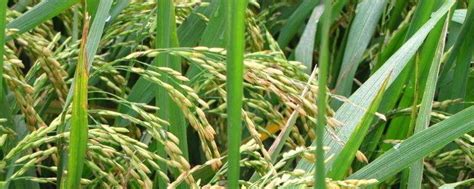 1亩地的水稻要多少斤稻种，稻种浸泡多长时间为宜-农百科