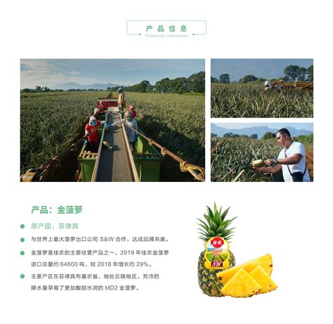 中山“菠萝的海”出圈！预计年产量达7000吨，年产值超1亿元 - 新闻频道 - 中山网