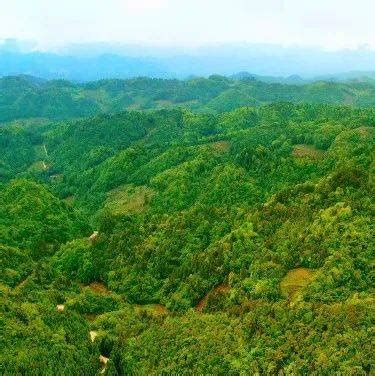绥阳县国储林二期项目将打造8万亩“林下产业链”_建设