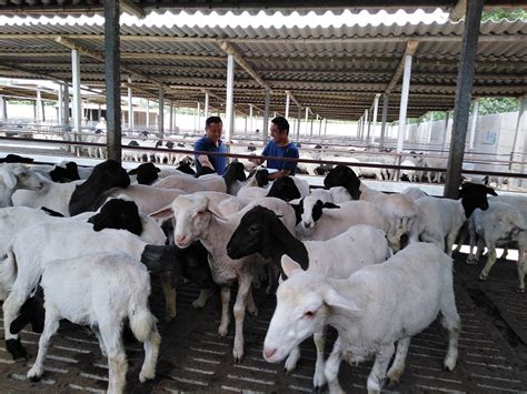 畜牧养殖设备_自动喂料设备 畜牧养殖设备 猪用饲喂料 塞盘 - 阿里巴巴