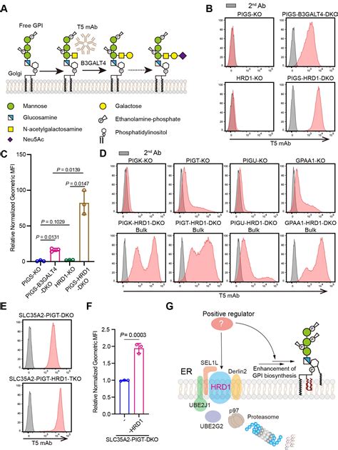Science子刊丨败毒梭菌α-毒素通过与 GPI 锚定蛋白结合来激活 NLRP3炎症小体 - 知乎