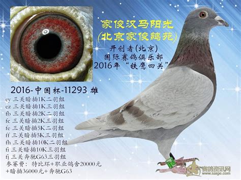 重庆万州平安鸽苑--中国信鸽信息网相册