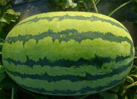 全国西瓜品种介绍，带你清凉渡夏 | 国际果蔬报道