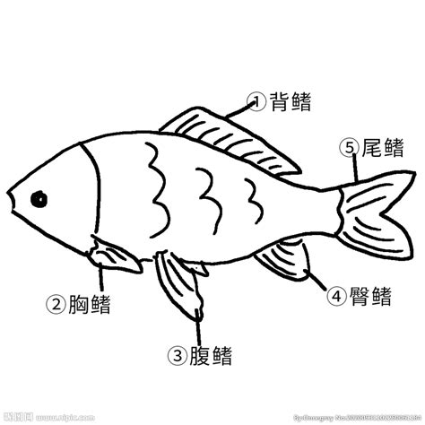 鱼部位名称图 卡通动物插画设计图__家禽家畜_生物世界_设计图库_昵图网nipic.com