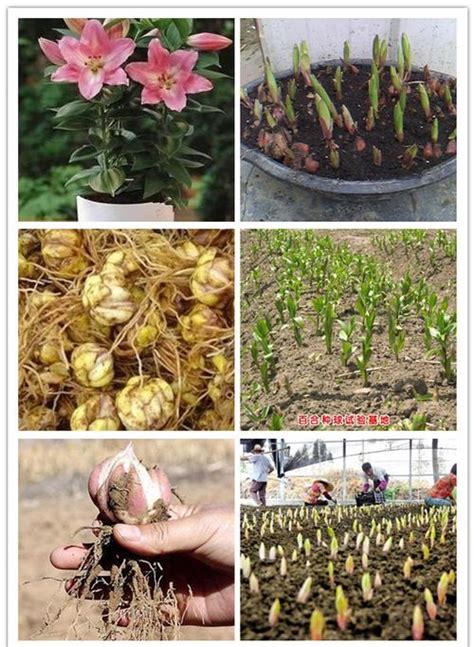 百合花球种植方法 —【发财农业网】