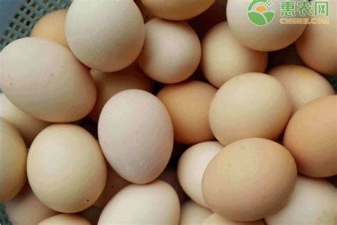 今日鸡蛋价格多少钱一斤？2020年12月9日鸡蛋价格最新行情 - 惠农网