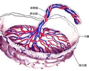 胎盘脐带模型 - 高级人体解剖医学模型 - 医学教学训练模型-泽雅科教