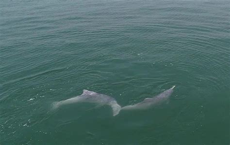 《行进中国》钦州乘风破浪，涂松岩、泰维、吴思嘉挑战3海里拍摄白海豚科研照片 - 360娱乐，你开心就好