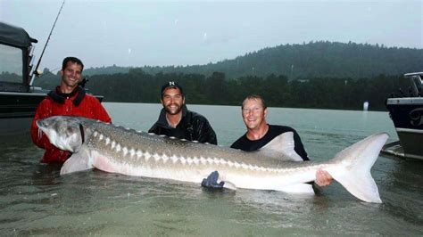 世界上最大的淡水鱼：湄公河巨型鲶鱼(最大长达2.5-3米)_奇趣解密网