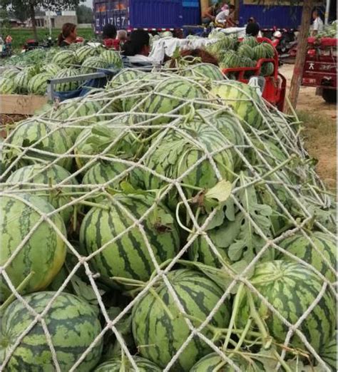 通许万亩西瓜上市，西瓜品种以8424,龙卷风为主 - 西瓜商情网 - 2023年西瓜价格行情