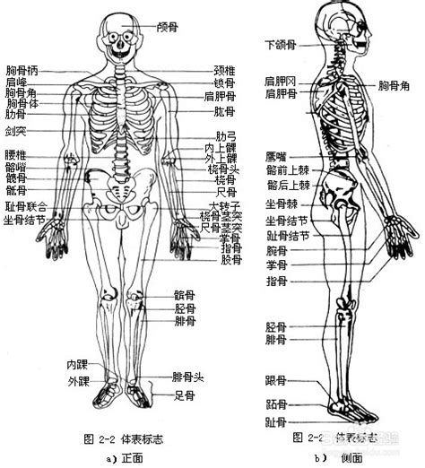 人身体部位详细图解-百度经验