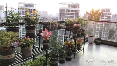 不同方位阳台的植物选择及养花技巧：光照篇_我们都想要个后花园 - 花卉网
