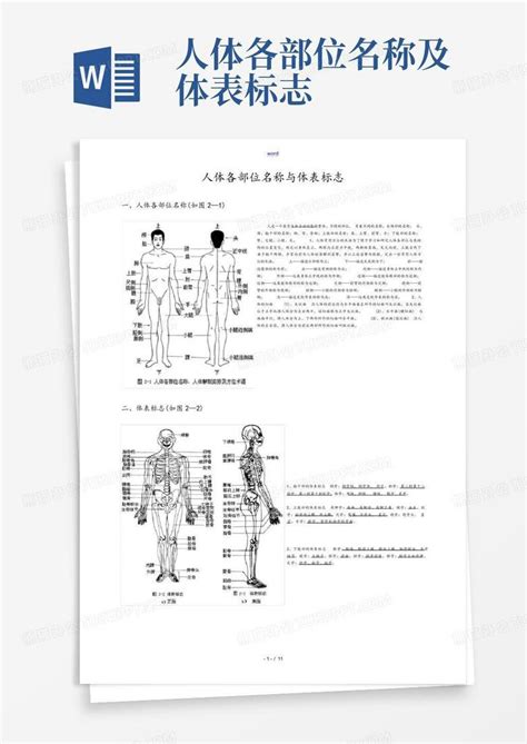 人体部位图及名称图片 人体部位图及名称图片