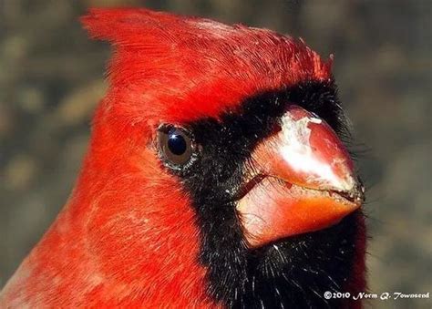 头上一撮红的鸟图片图片