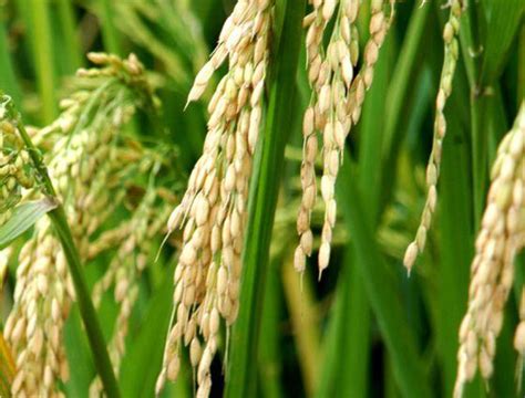 杂交水稻和转基因的区别，杂交水稻和普通水稻有什么区别-农百科