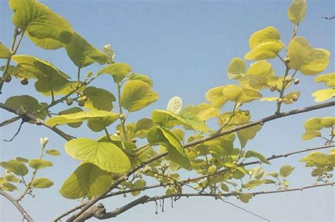 猕猴桃树苗什么时候种植最好？猕猴桃树苗种植方法-种植技术-中国花木网