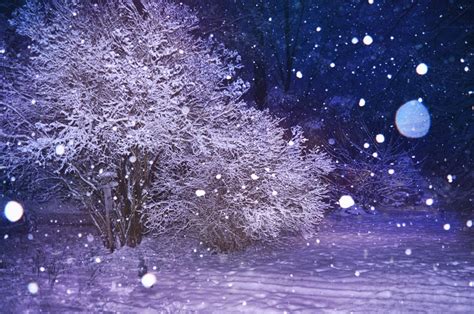 無料画像 : 風景, 木, 自然, ブランチ, 雪, 白, 花, 霜, 氷, 天気, クリスマスの飾り, ポーランド, 12月, 凍結, 背景 ...