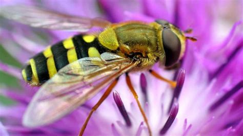 蜜蜂的特点和品质是什么 - 楚天视界