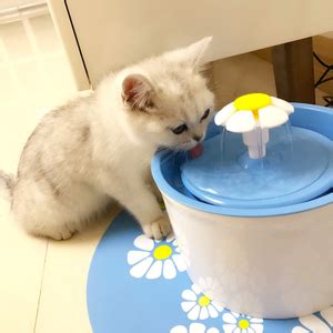 cat drinking water图片_cat drinking water图片下载_正版高清图片库-Veer图库