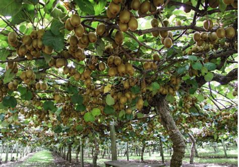 猕猴桃种子售价，附种植技术 - 农敢网