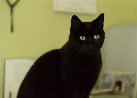 黑猫超吉利！为人们带来好运的黑猫传说|黑猫|吉利|好运的_新浪新闻