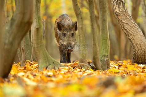 秋天森林里的野猪高清图片下载-正版图片507054968-摄图网