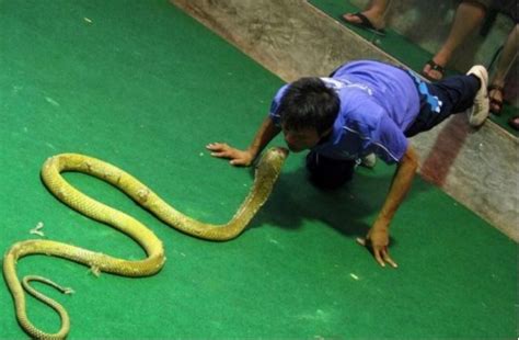 印尼7米巨蟒吞食25岁男子：村民剖开蛇肚发现遗体--小数据科技智库
