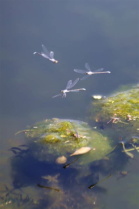 水苔图片