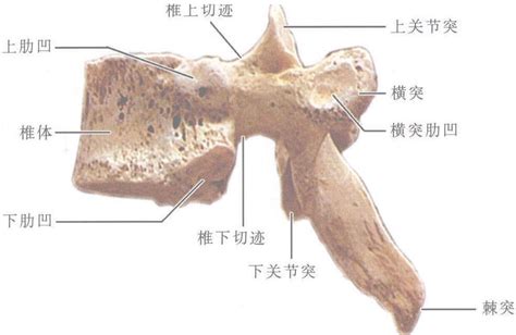 椎体解剖图图片