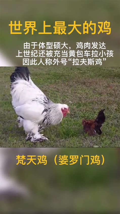 [鸡批发]巨型纯种婆罗门鸡种蛋可孵化 梵天鸡蛋受精蛋价格60元/只 - 惠农网
