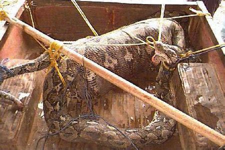 村民捕获120岁大蛇 属于缅甸巨蟒-东北网哈尔滨-东北网