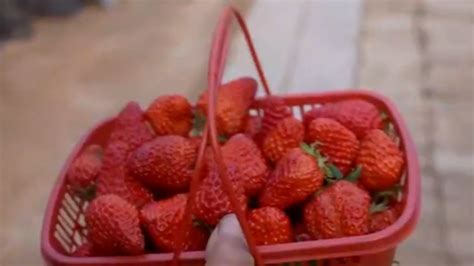 不能眼看着一千多斤草莓烂掉扔掉，一场爱心接力在金山张堰镇上演