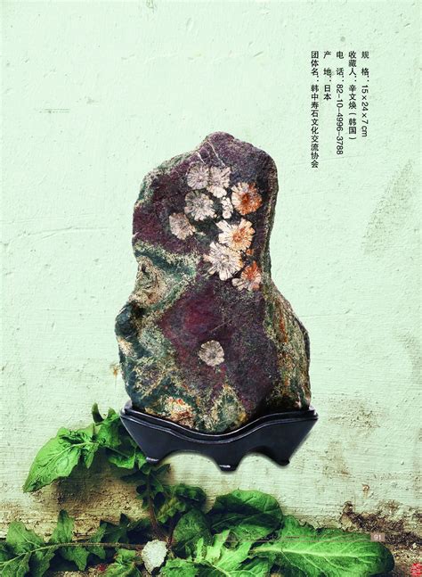 寿石（奇石）给我们的教诲 图 - 华夏奇石网 - 洛阳市赏石协会官方网站