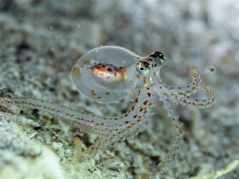 这应该是世界上最萌的章鱼了，最新发现的品种_社会新闻_温州网