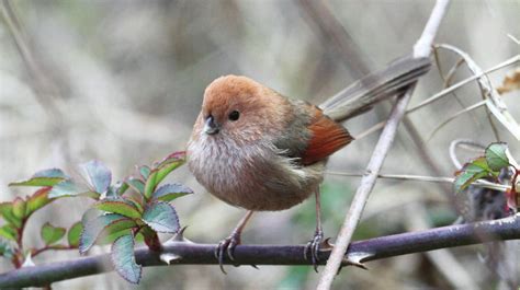 棕头鸦雀：湖北孝感朱湖国家湿地公园 - 中国自然保护区生物标本资源共享平台