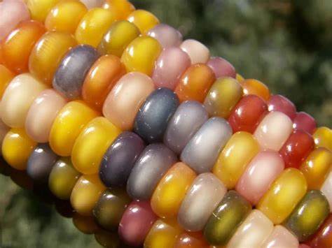 种单131是转基因玉米品种吗